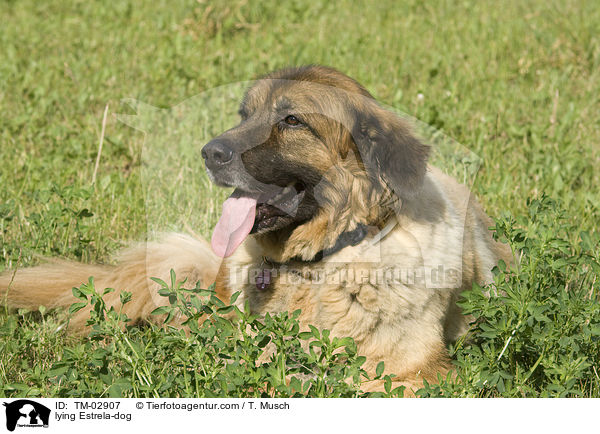 liegender Estrela Berghund / lying Estrela-dog / TM-02907