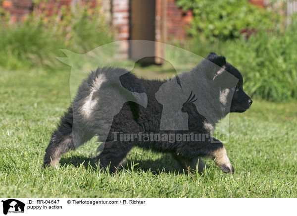 Eurasier Welpe in Aktion / puppy in action / RR-04647