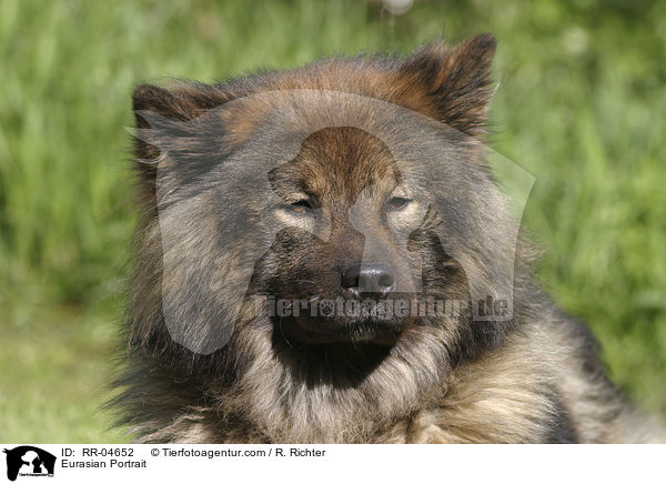 Eurasier Portrait / Eurasian Portrait / RR-04652