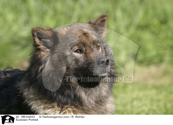 Eurasier Portrait / Eurasian Portrait / RR-04653