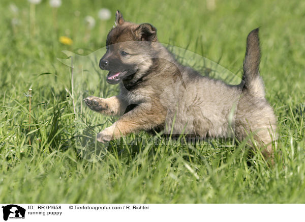 rennender Eurasier Welpe / running puppy / RR-04658