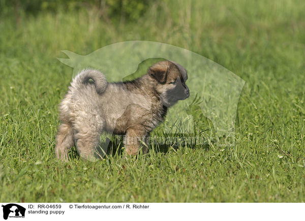 stehender Eurasier Welpe / standing puppy / RR-04659