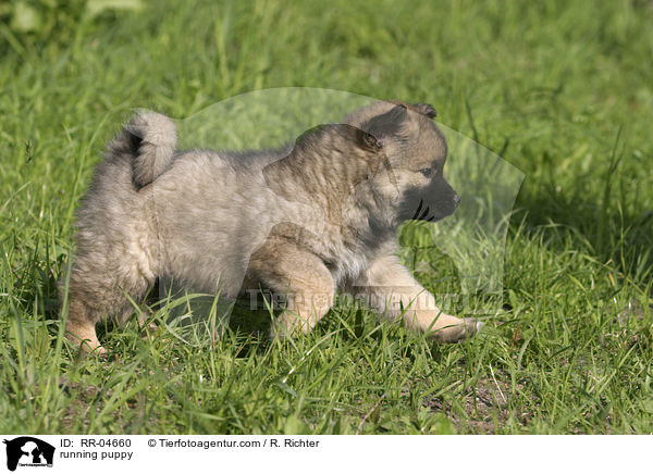 rennender Eurasier Welpe / running puppy / RR-04660