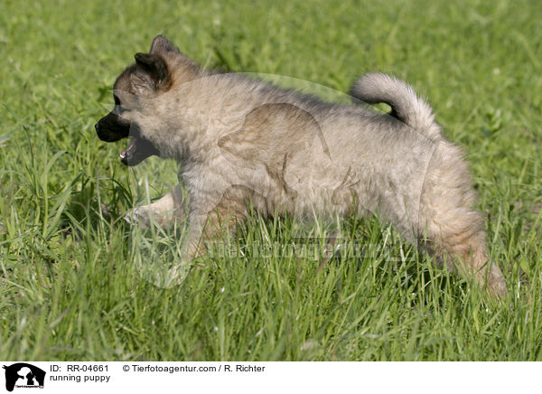 rennender Eurasier Welpe / running puppy / RR-04661