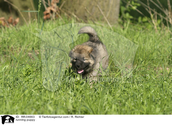 rennender Eurasier Welpe / running puppy / RR-04663