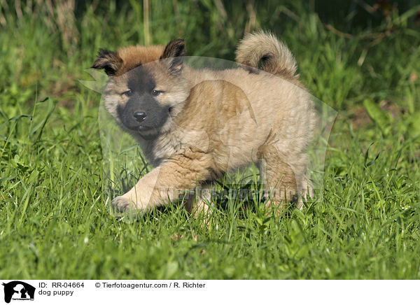 Eurasier Welpe / dog puppy / RR-04664