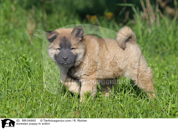 Eurasier Welpe in Bewegung / eurasian puppy in action / RR-04665