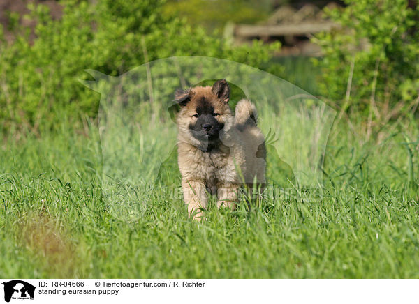 stehender Eurasierwelpe / standing eurasian puppy / RR-04666