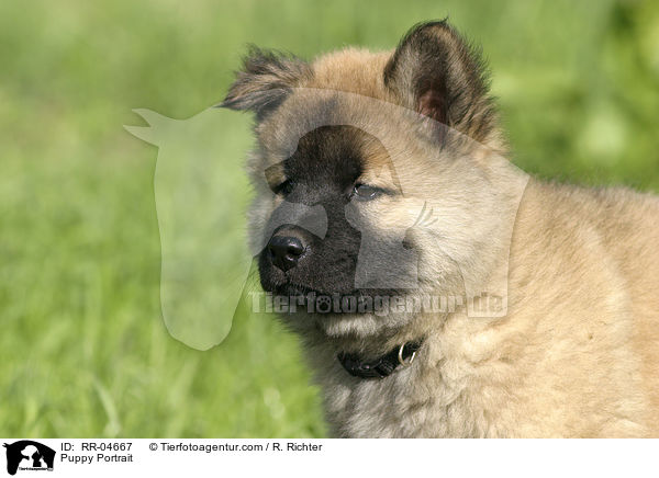 Eurasier Welpe / Puppy Portrait / RR-04667