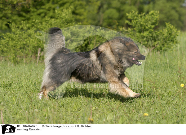 rennender / running Eurasier / RR-04676