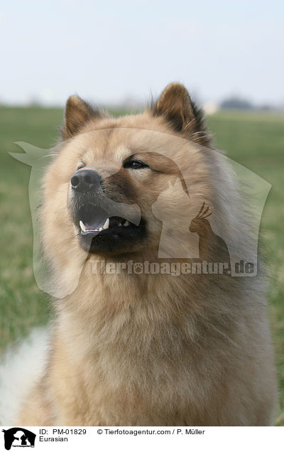 Eurasier / Eurasian / PM-01829
