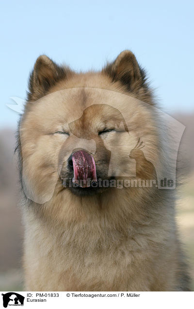 Eurasier / Eurasian / PM-01833