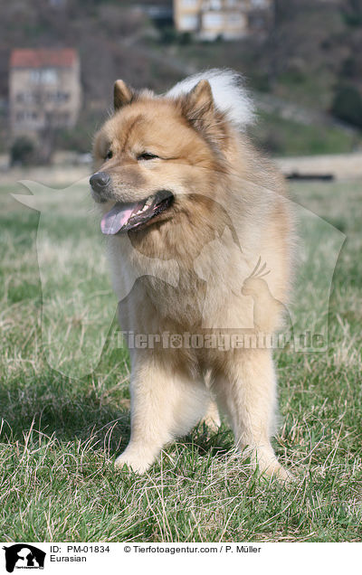 Eurasier / Eurasian / PM-01834