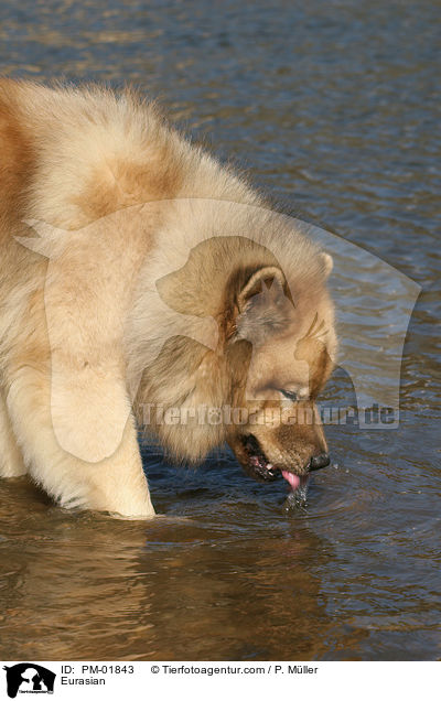 Eurasier / Eurasian / PM-01843
