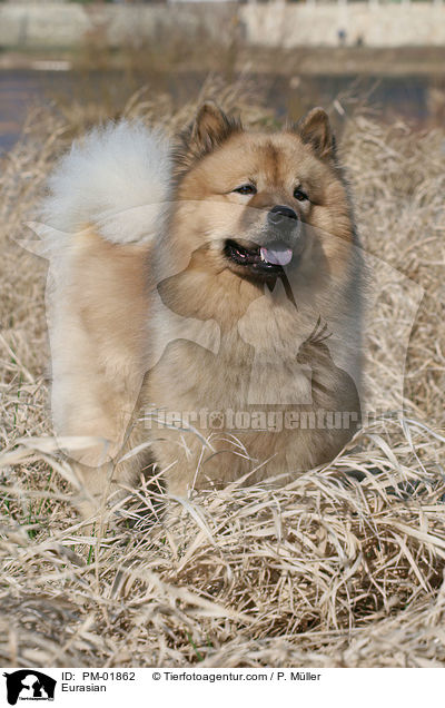 Eurasier / Eurasian / PM-01862