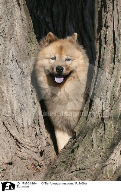 Eurasier / Eurasian / PM-01864