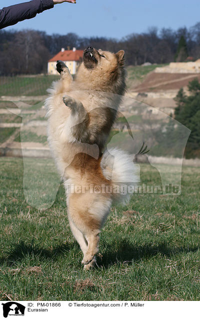 Eurasier / Eurasian / PM-01866