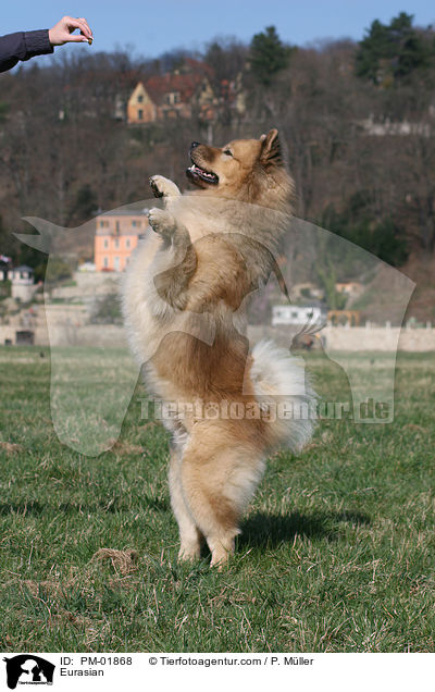Eurasier / Eurasian / PM-01868