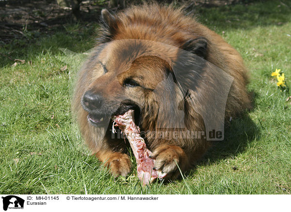 Eurasier / Eurasian / MH-01145