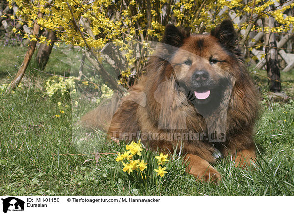 Eurasier / Eurasian / MH-01150