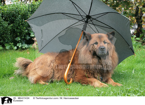 Eurasier / Eurasian / MH-01434