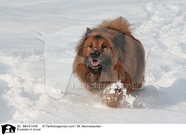 Eurasier im Schnee / Eurasier in snow / MH-01436
