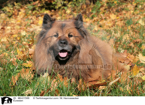 Eurasier im Laub / Eurasian / MH-01566