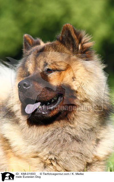 male Eurasian Dog / KMI-01693