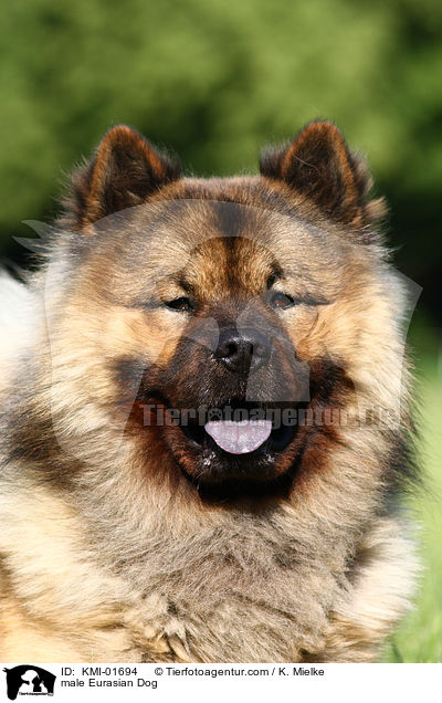 Eurasier Rde / male Eurasian Dog / KMI-01694