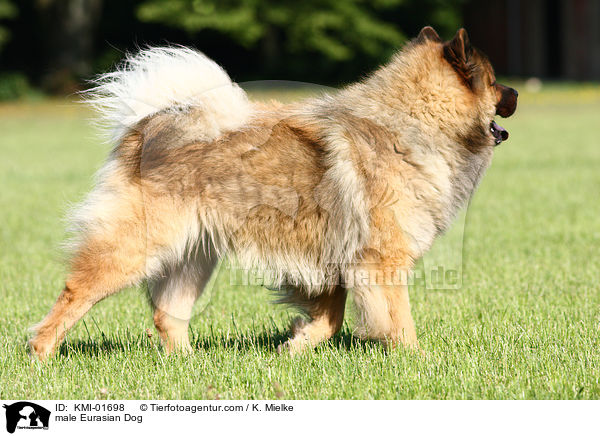 Eurasier Rde / male Eurasian Dog / KMI-01698