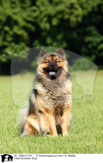 male Eurasian Dog / KMI-01701