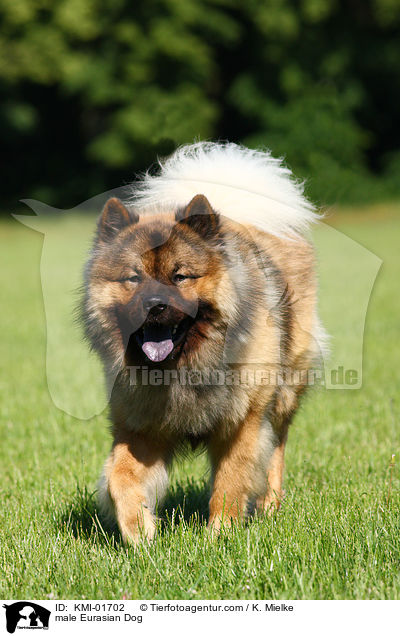 Eurasier Rde / male Eurasian Dog / KMI-01702
