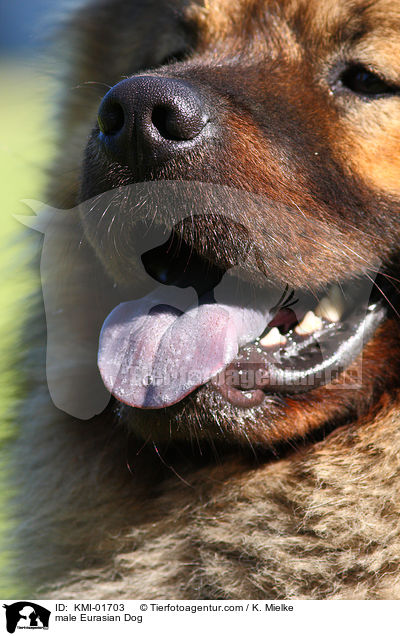 Eurasier Rde / male Eurasian Dog / KMI-01703