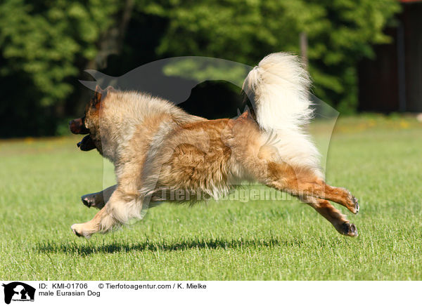male Eurasian Dog / KMI-01706