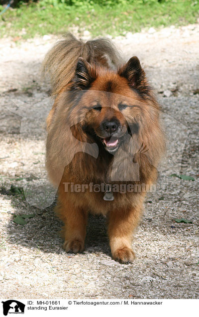 stehender Eurasier / standing Eurasier / MH-01661