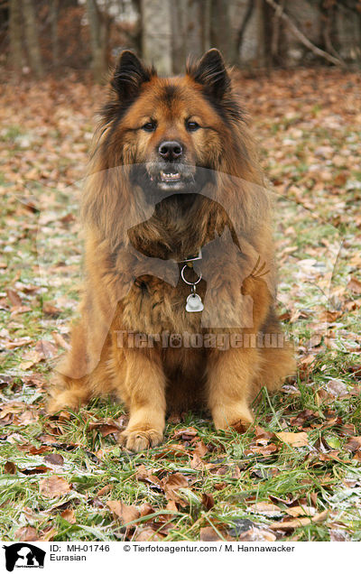 Eurasier / Eurasian / MH-01746