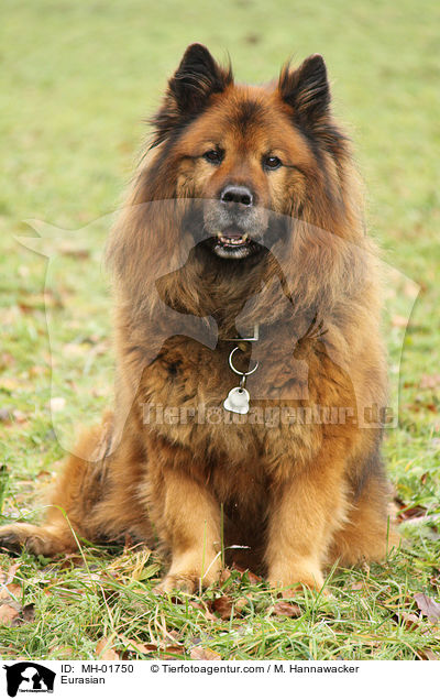 Eurasier / Eurasian / MH-01750