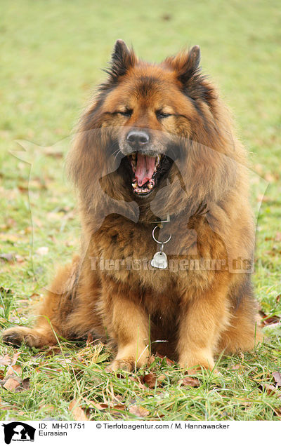 Eurasier / Eurasian / MH-01751