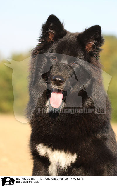 Eurasier Portrait / Eurasian Portrait / MK-02187