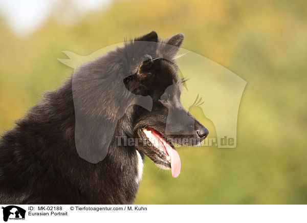 Eurasier Portrait / Eurasian Portrait / MK-02188