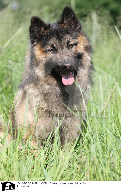 Eurasier / Eurasian / MK-02245