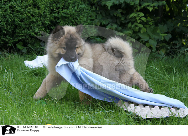 Eurasier Welpe / Eurasier Puppy / MH-01818