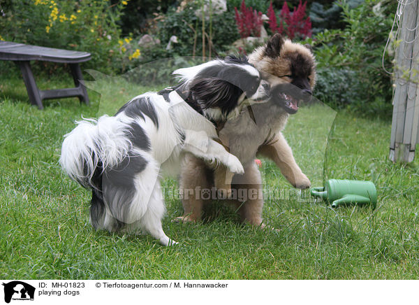 spielende Hunde / playing dogs / MH-01823