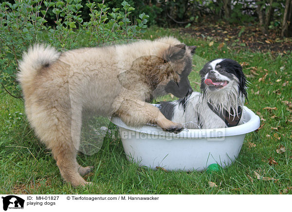 spielende Hunde / playing dogs / MH-01827