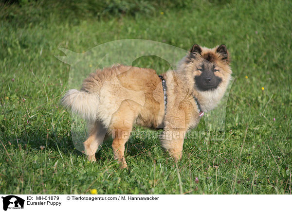 Eurasier Welpe / Eurasier Puppy / MH-01879