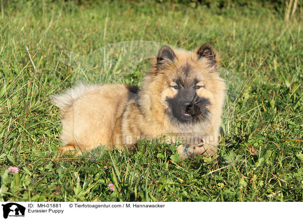 Eurasier Welpe / Eurasier Puppy / MH-01881