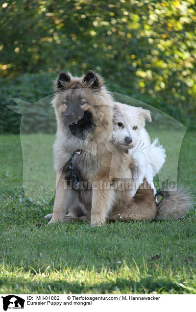 Eurasier Welpe und Mischling / Eurasier Puppy and mongrel / MH-01882