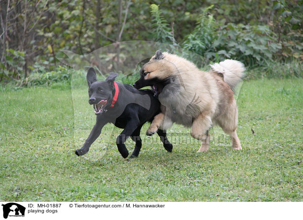 spielende Hunde / playing dogs / MH-01887