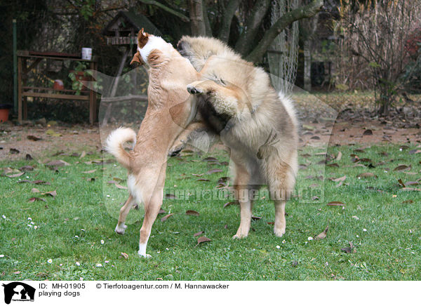 spielende Hunde / playing dogs / MH-01905