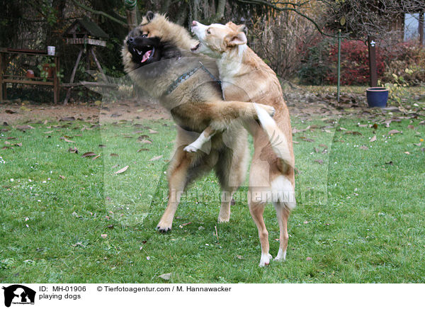 spielende Hunde / playing dogs / MH-01906